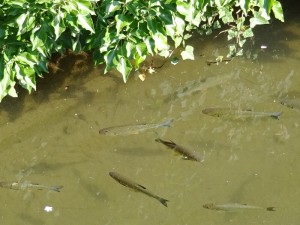 Elsass-Rhein-Tour