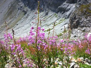 Stilfser-Joch-Event